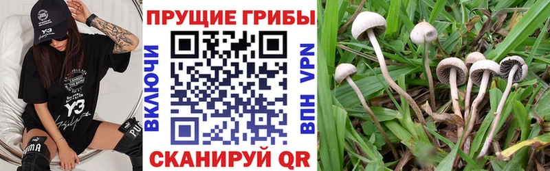 Псилоцибиновые грибы прущие грибы Закаменск